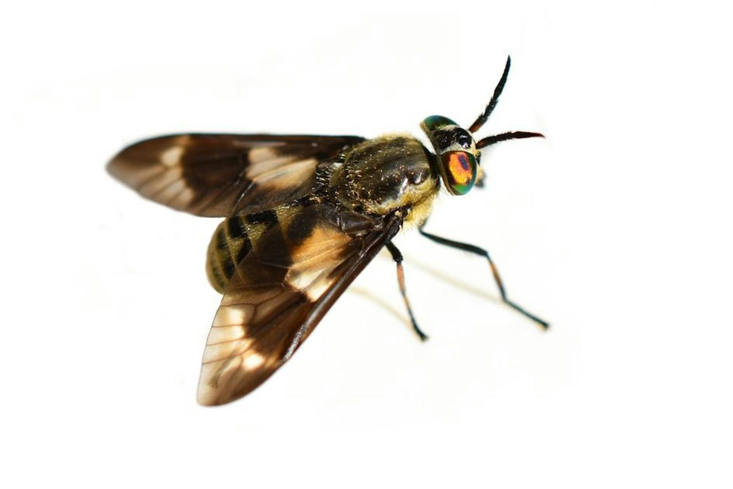 Guldklæg En guldklæg på hvid baggrund.